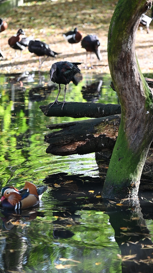 2025/10/12 - zoo/DSC_0037.jpg